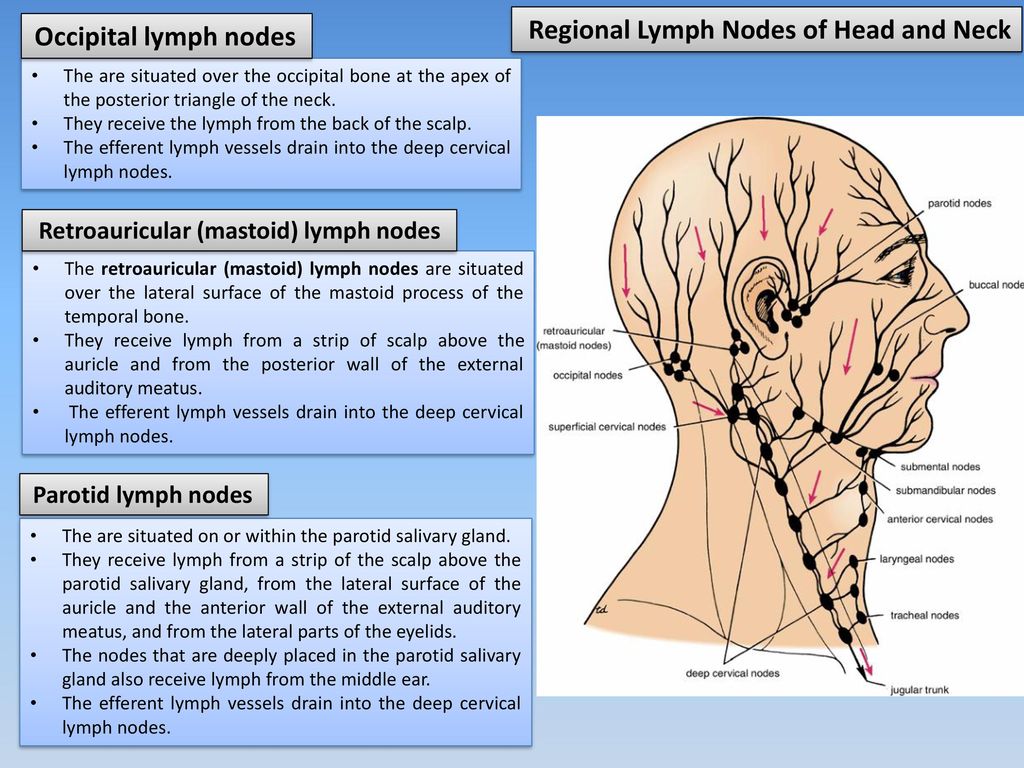 The Head And Neck The Neck Ppt Download