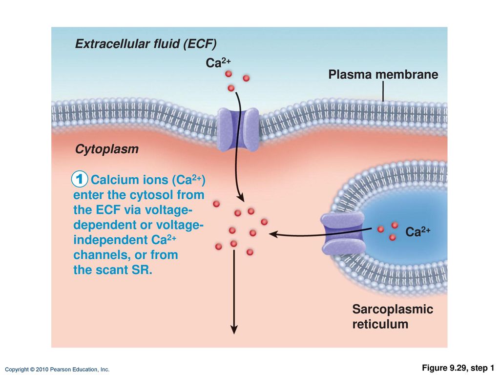 1 Extracellular fluid (ECF) Ca2+ Plasma membrane Cytoplasm