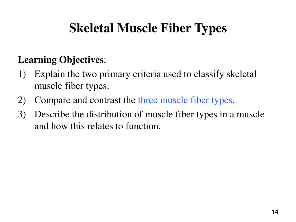 exercise 14 skeletal muscle physiology answers