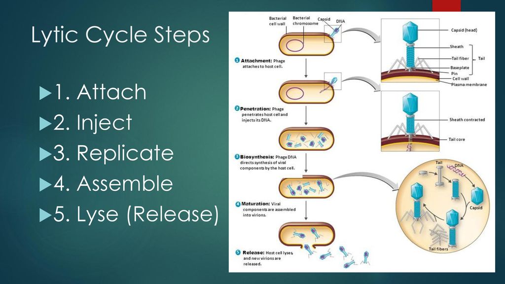 lytic cycle diagram 5 steps