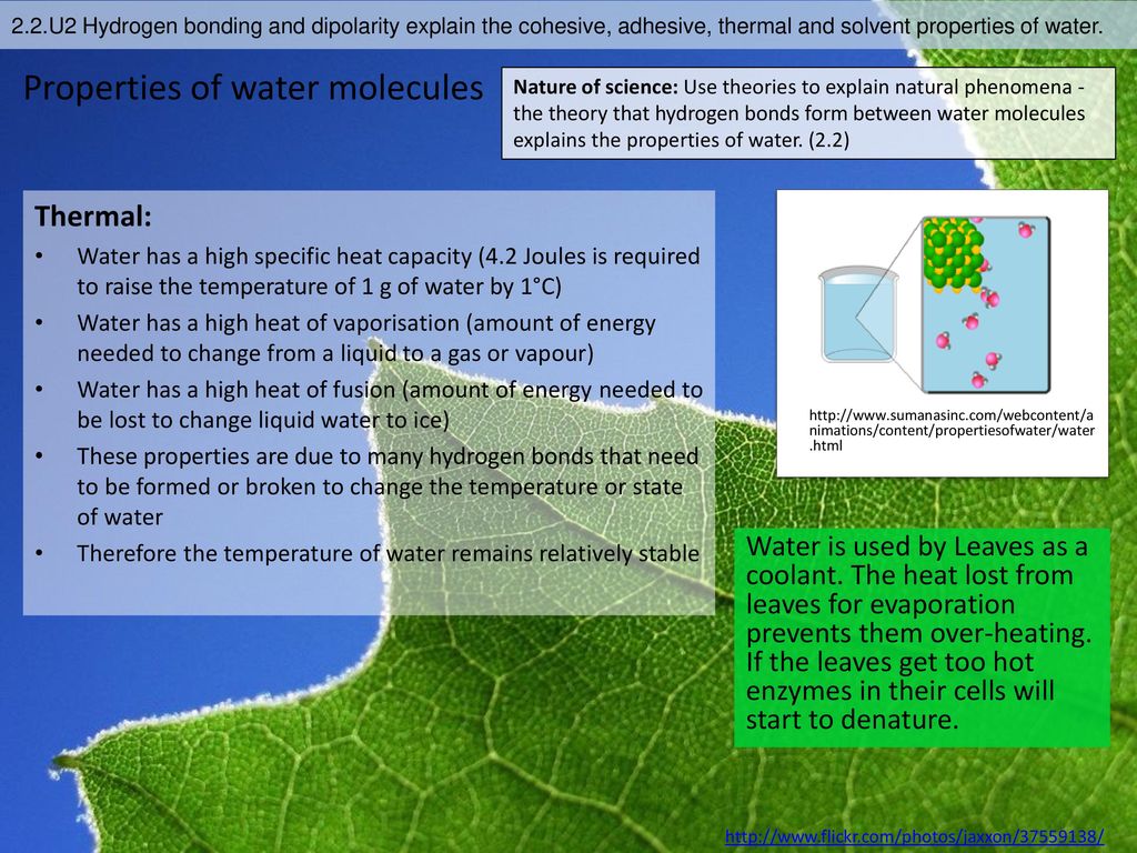 Properties of water molecules
