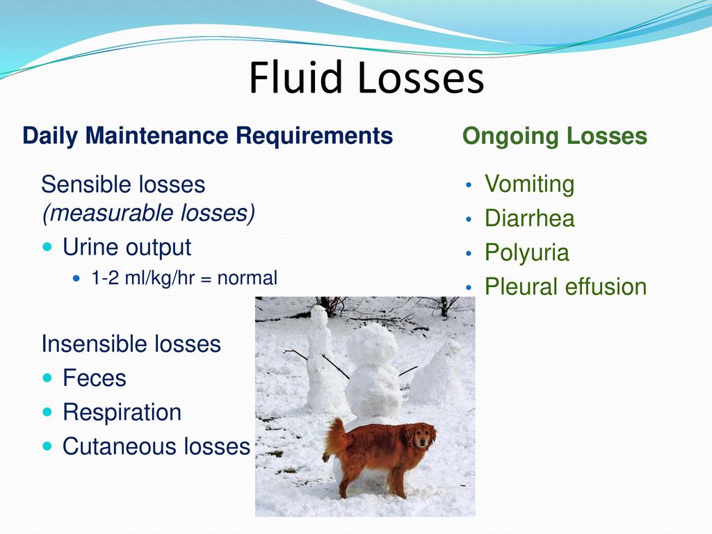 Fluid Therapy in Companion Animals - ppt download