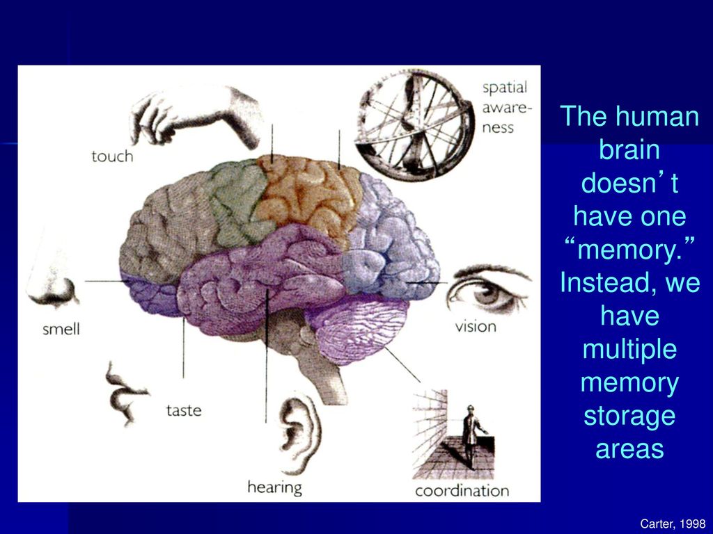 The human brain doesn’t have one memory