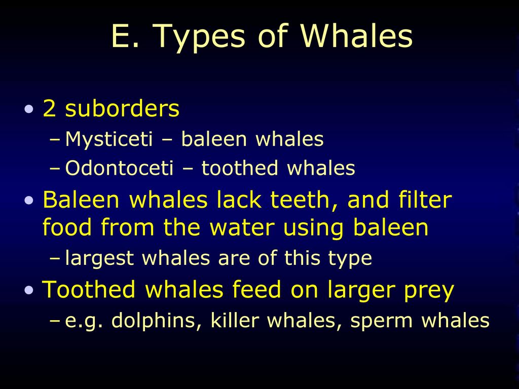Chapter 12 Marine Mammals. - ppt download