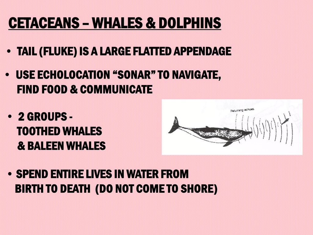 PHYLUM CORDATA: THE VERTEBRATES - ppt download