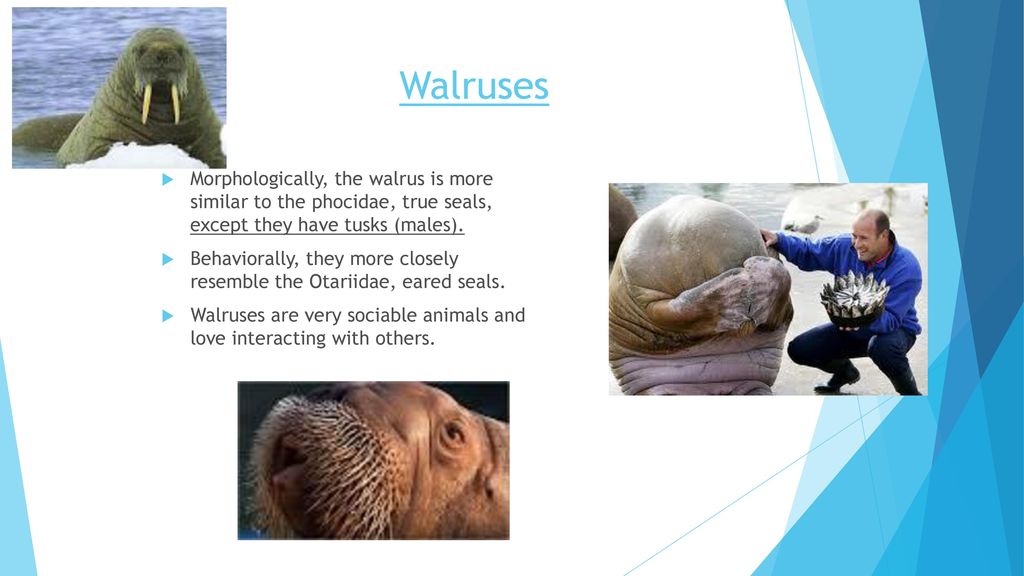 Walruses Morphologically, the walrus is more similar to the phocidae, true seals, except they have tusks (males).