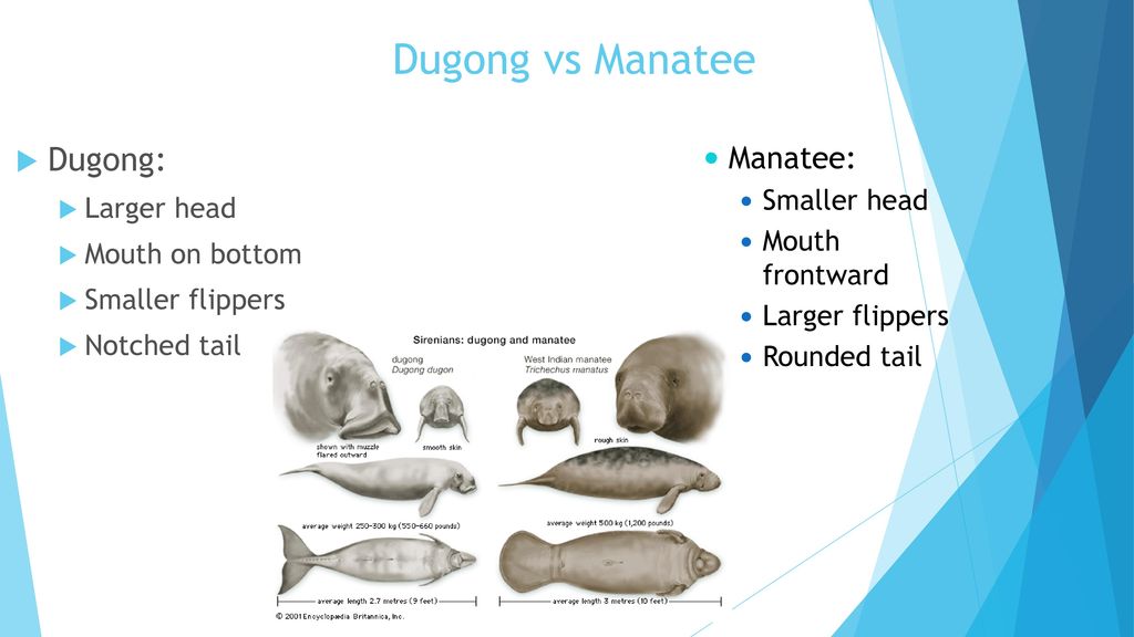 Dugong vs Manatee Dugong: Manatee: Larger head Smaller head