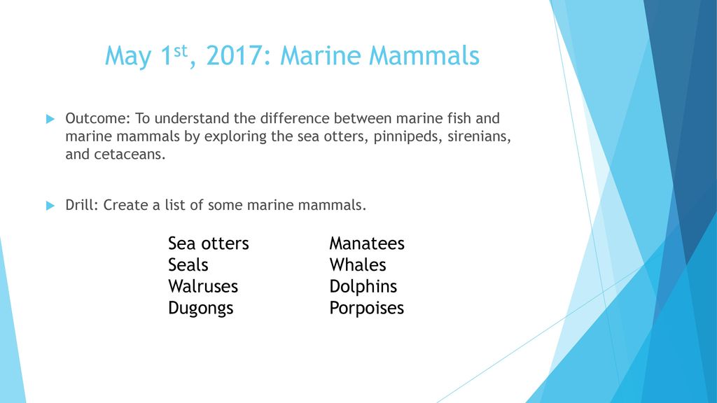 May 1st, 2017: Marine Mammals Sea otters Manatees Seals Whales