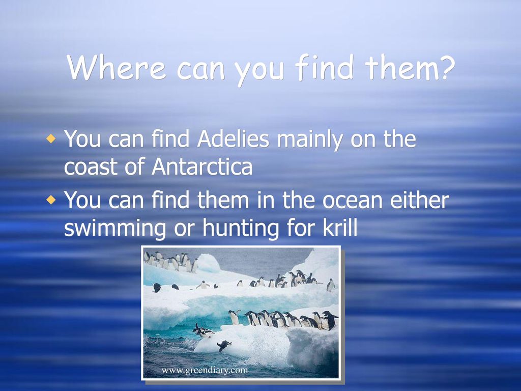 Where can you find them You can find Adelies mainly on the coast of Antarctica.