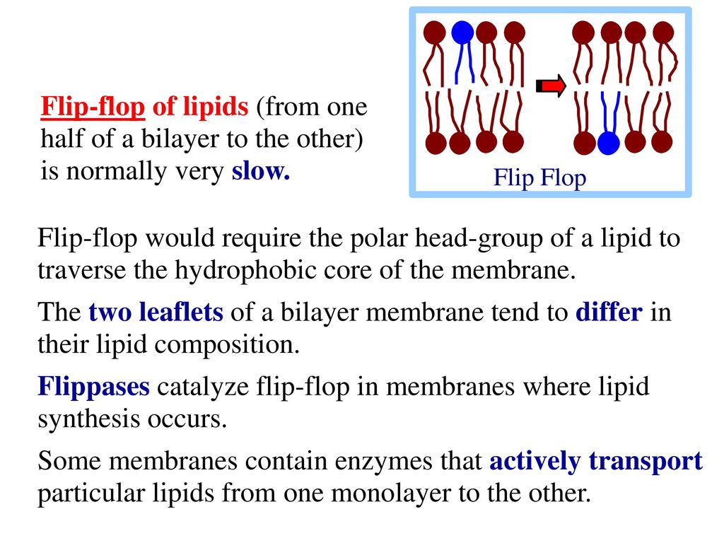 Lipids & Membranes Biochemistry of Metabolism - ppt download