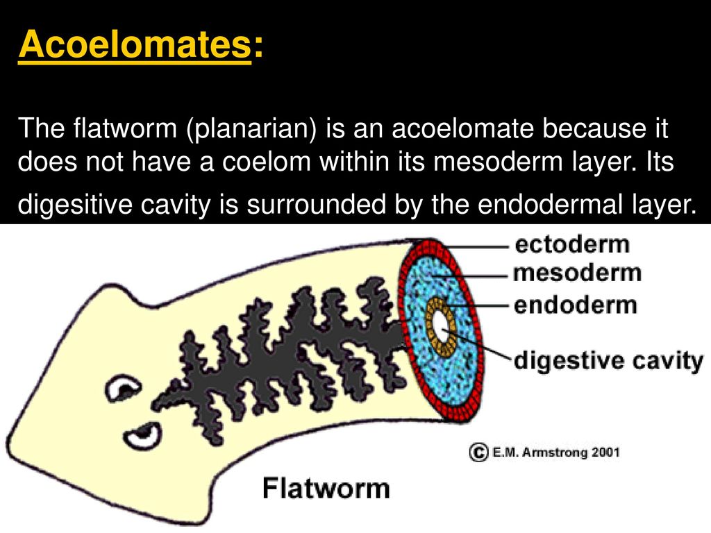 Плоские черви первичная полость тела. Три слоя плоских червей. Мезодерма у плоских червей. Зародышевые листки плоских червей. Плоские черви три слоя клеток.