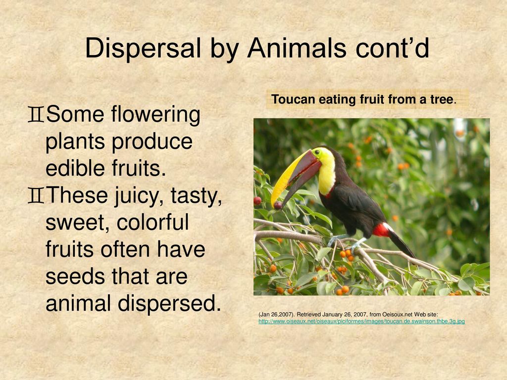 Mechanisms of Seed Dispersal: - ppt download