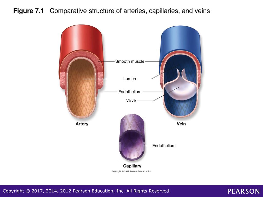 Comparative structures. Non-closure of the arterial Valves. Structures for Comparison.