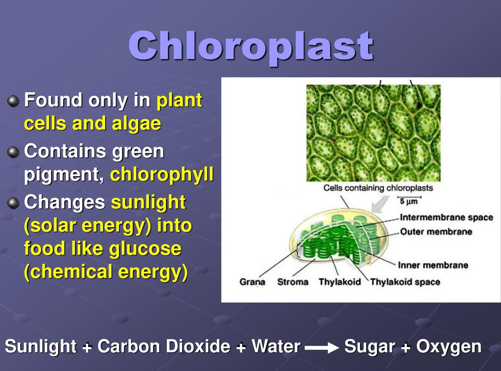 Chloroplast Found only in plant cells and algae