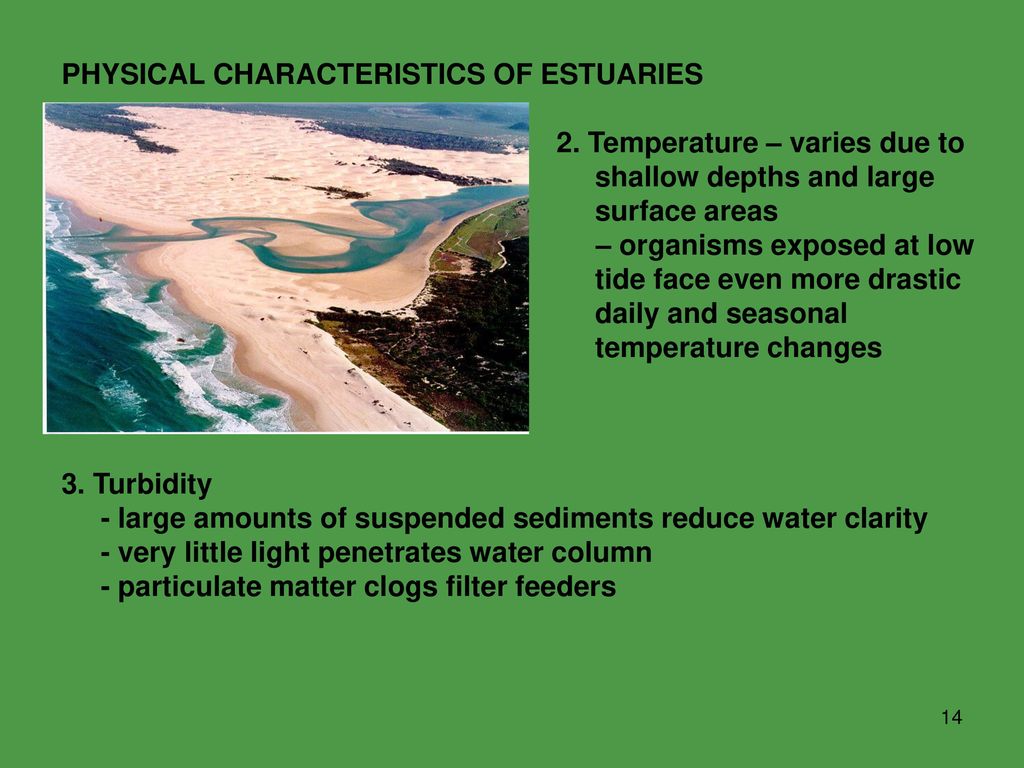 characteristics of estuaries