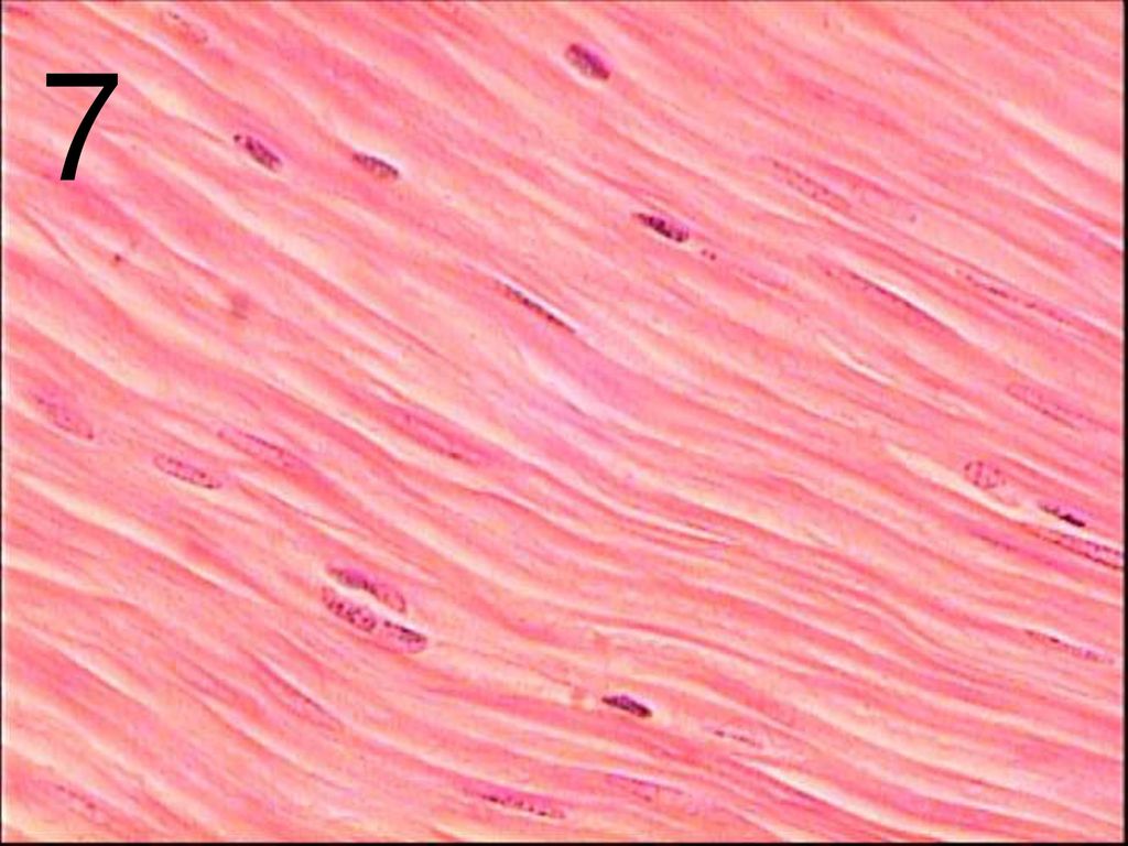 Гладкая мышечная ткань в дерме. Гладкая мышечная ткань гистология. Гладкая мышечная ткань микропрепарат. Гладкомышечная ткань гистология. Гладкая мускулатура микропрепарат.