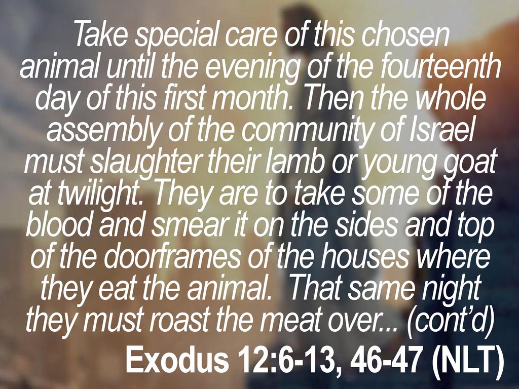 Exodus 12:6-13, (NLT) Take special care of this chosen