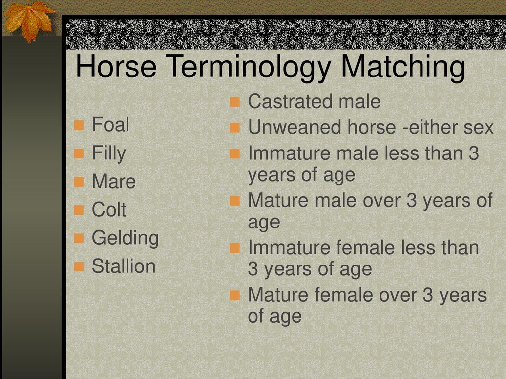 Introduction to Equine Science - ppt download