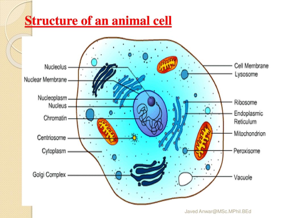 Structure of an animal cell