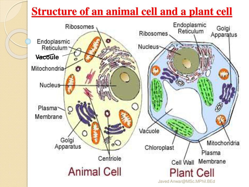Structure of an animal cell and a plant cell