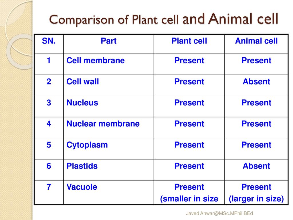 Comparison of Plant cell and Animal cell