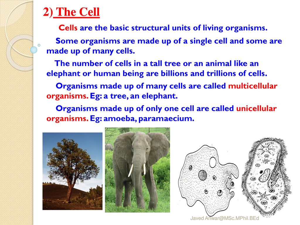 2) The Cell Cells are the basic structural units of living organisms.