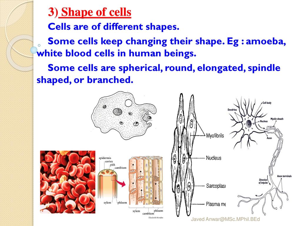 3) Shape of cells Cells are of different shapes.