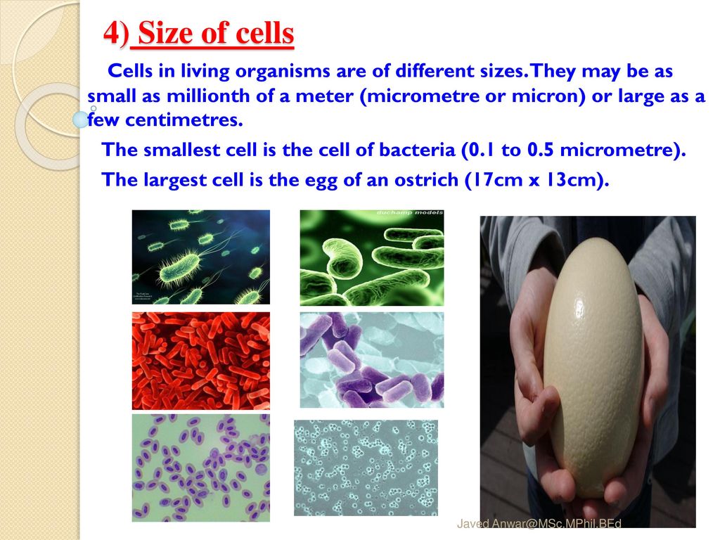 4) Size of cells
