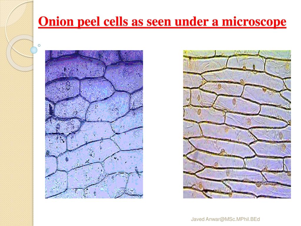 Onion peel cells as seen under a microscope