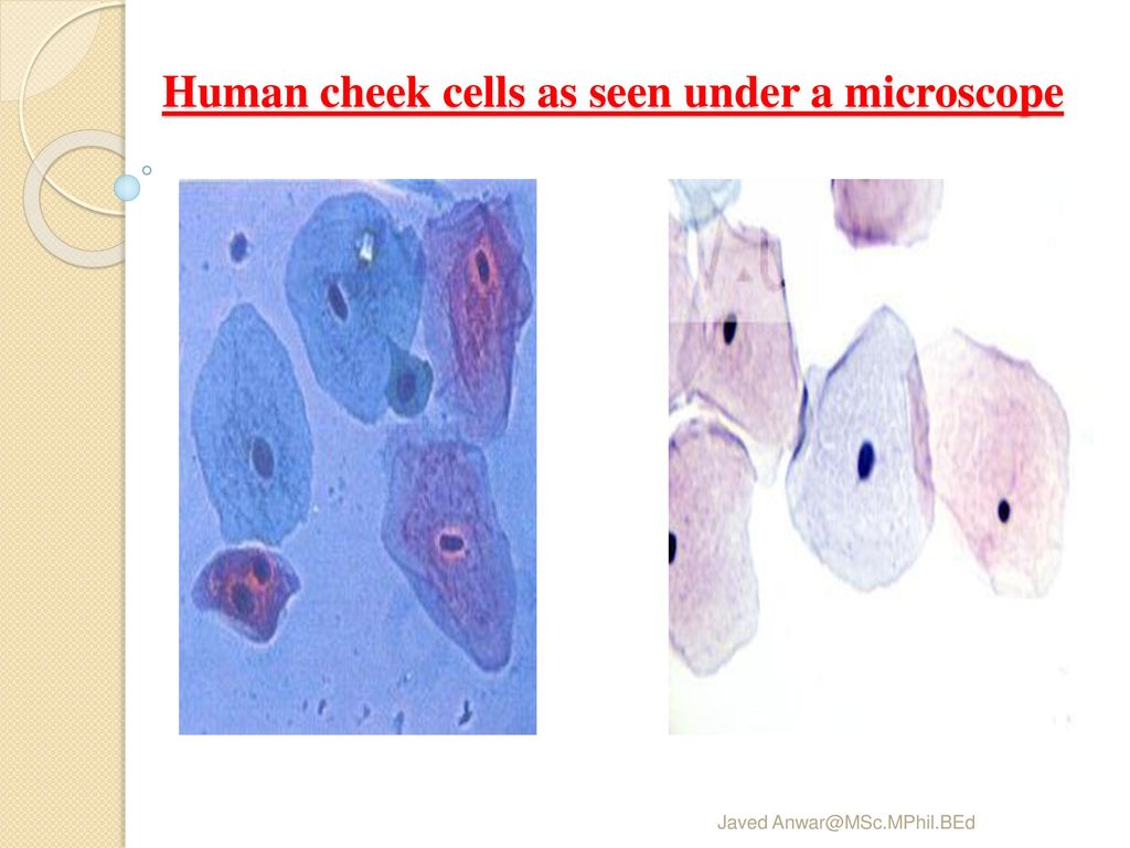 Human cheek cells as seen under a microscope