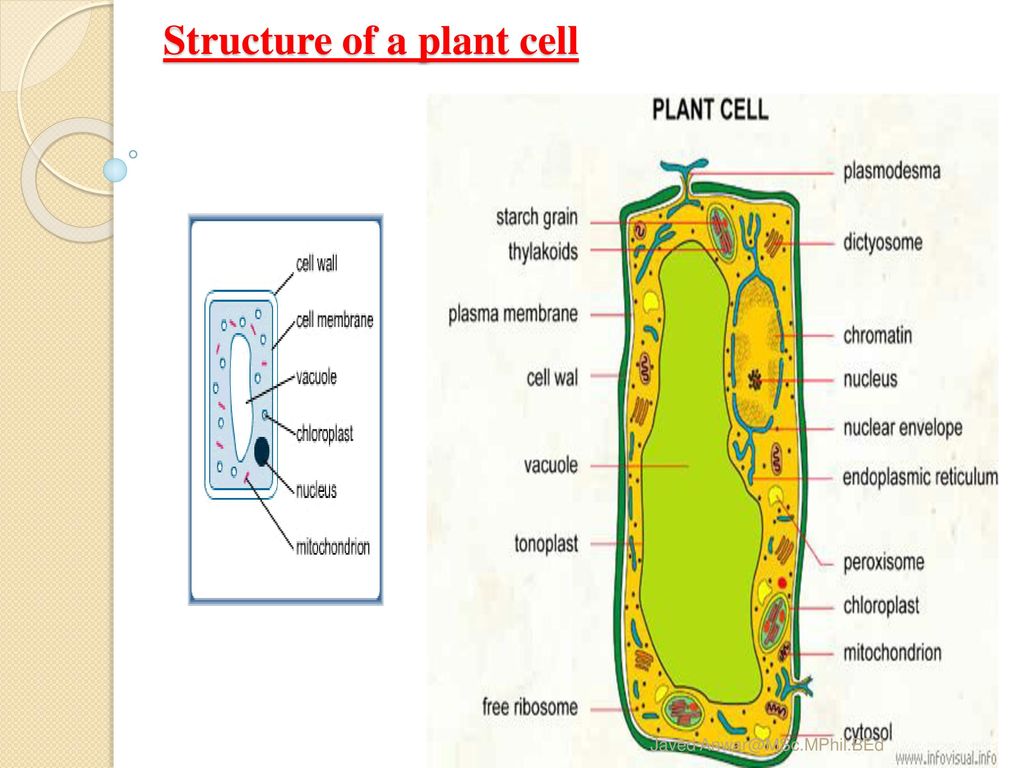 Structure of a plant cell