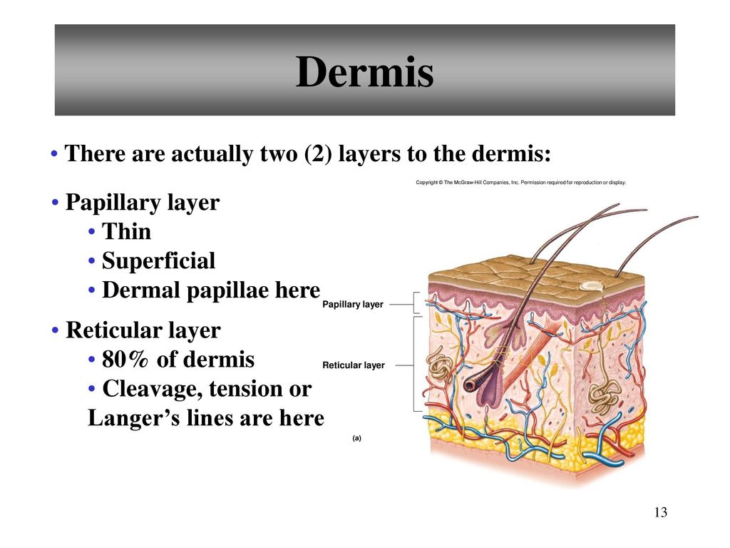 Dermis There are actually two (2) layers to the dermis: