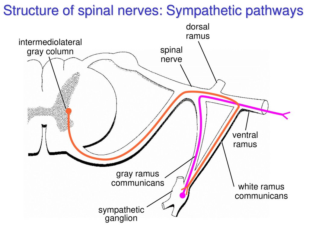 Spin structure. Ramus COMMUNICANS. Dorsal ramus of Spinal nerve. White ramus COMMUNICANS. Nerve structure.