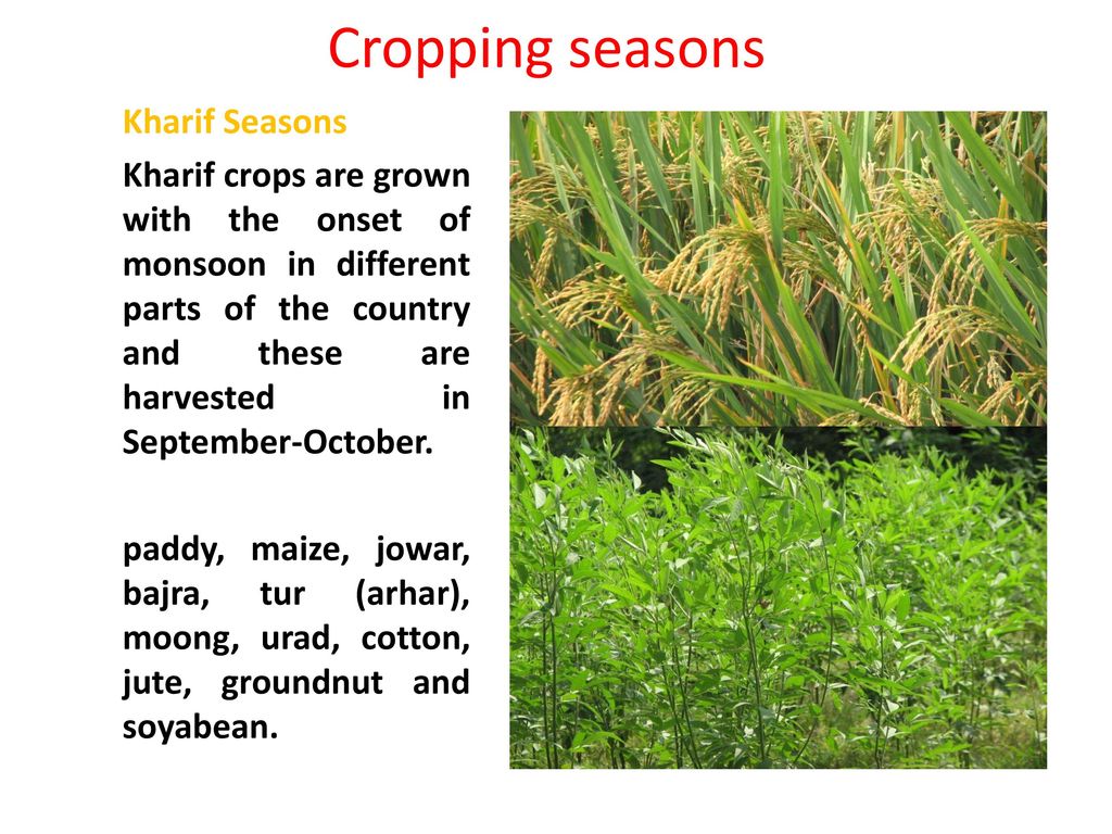 Cropping Seasons Kharif Seasons Ppt Download