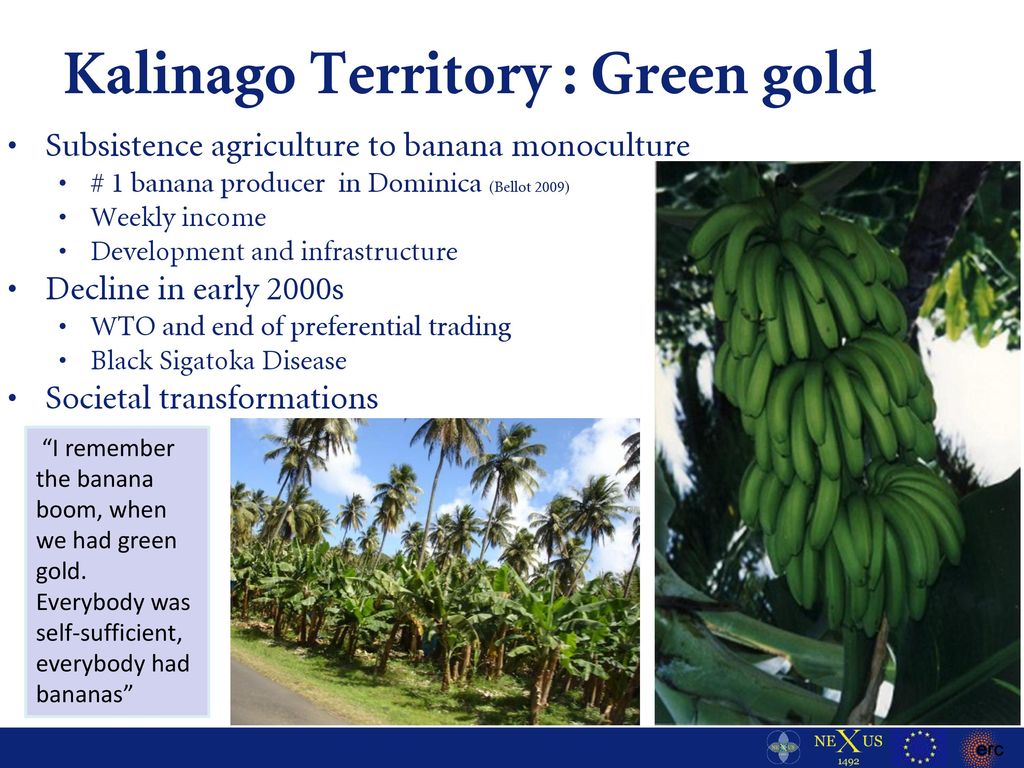 Kalinago Territory : Green gold