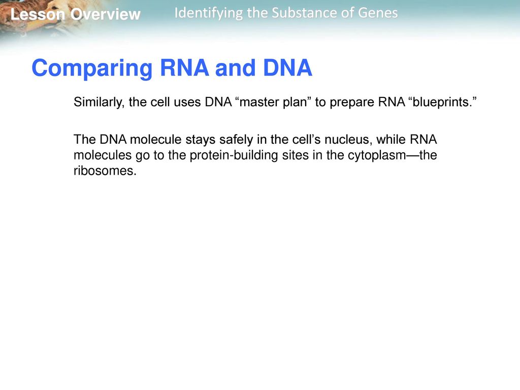 Comparing RNA and DNA Similarly, the cell uses DNA master plan to prepare RNA blueprints.