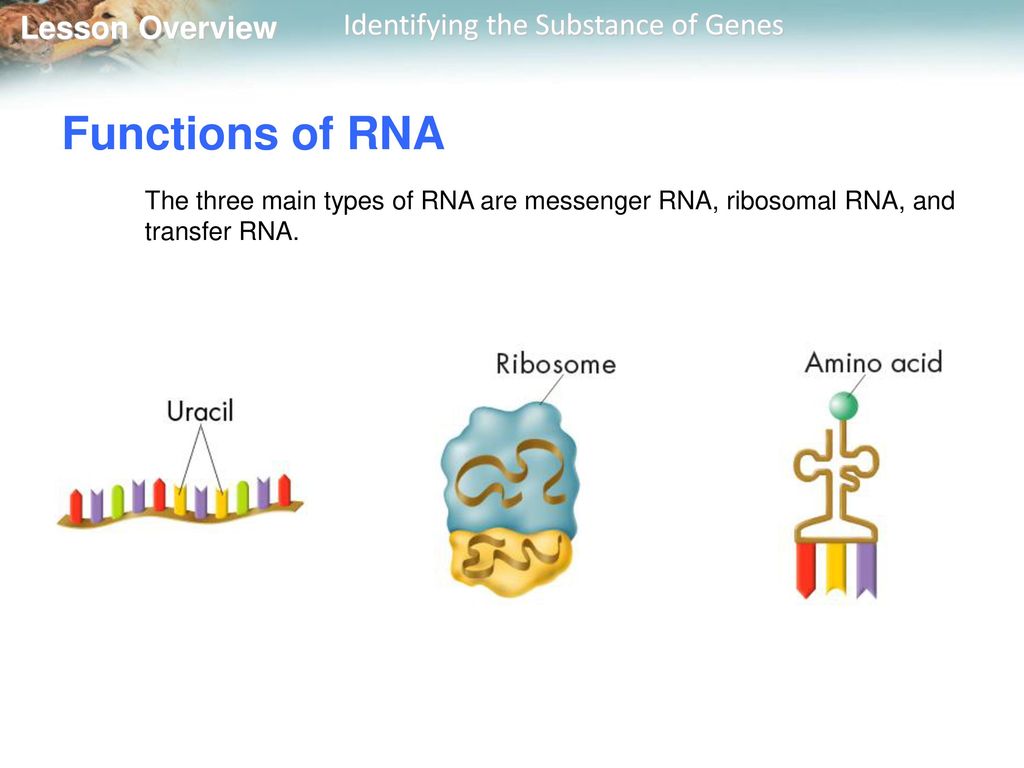 Functions of RNA The three main types of RNA are messenger RNA, ribosomal RNA, and transfer RNA.