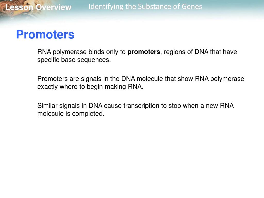 Promoters RNA polymerase binds only to promoters, regions of DNA that have specific base sequences.