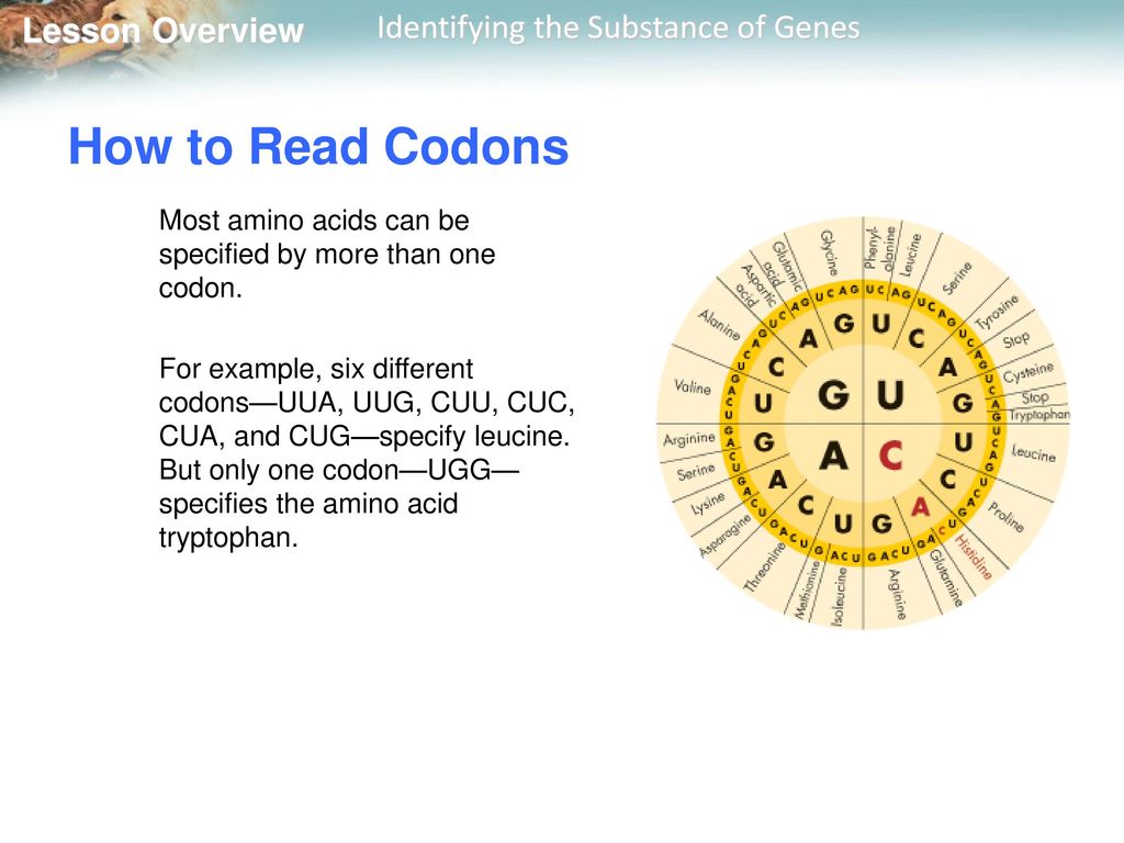 How to Read Codons Most amino acids can be specified by more than one codon.