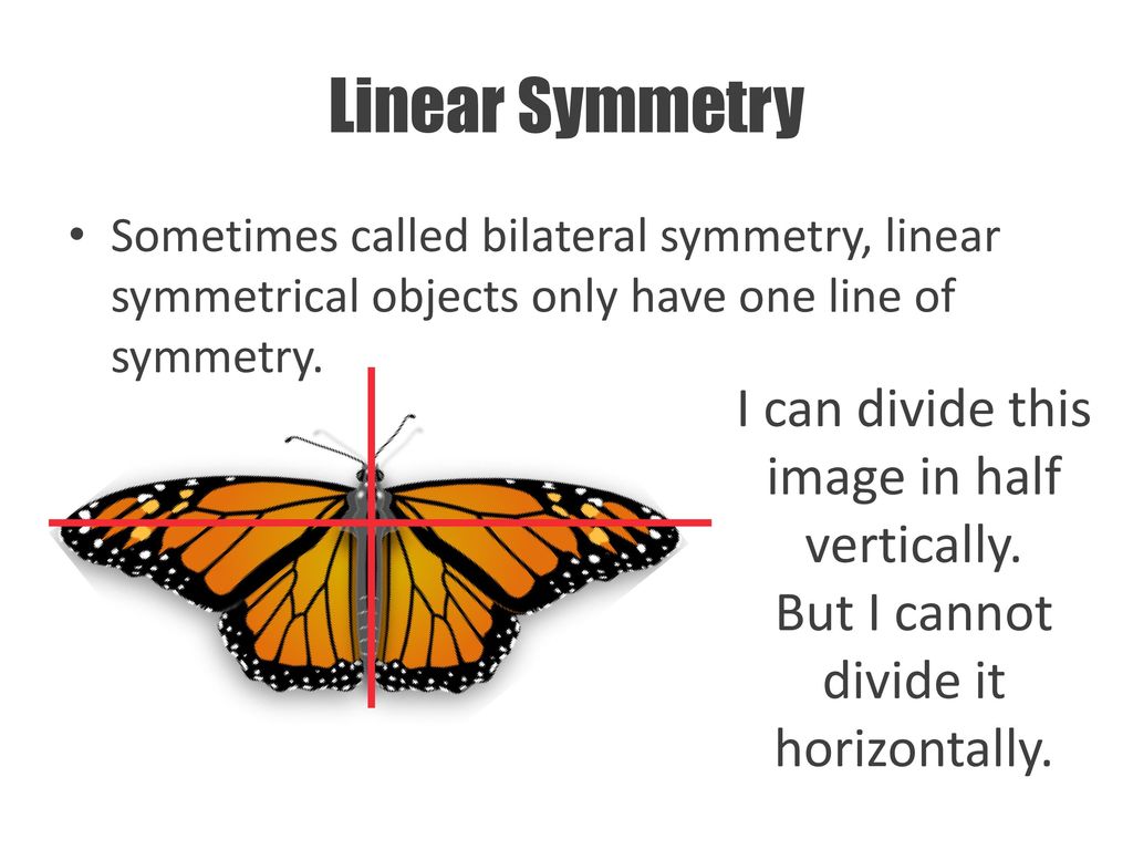 Linear Symmetry I can divide this image in half vertically.