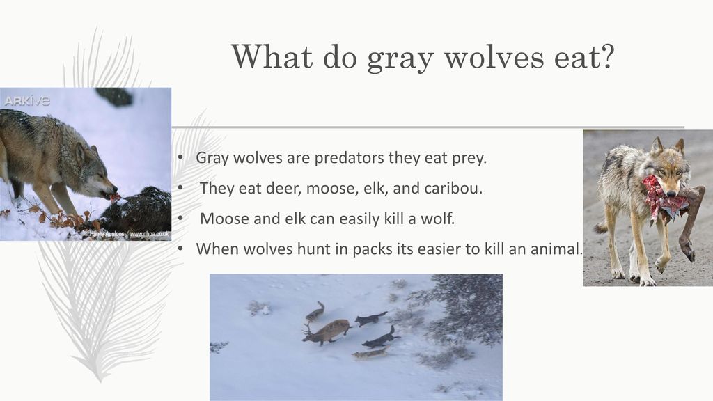 The Gray Wolf April 26, th Grade - ppt download
