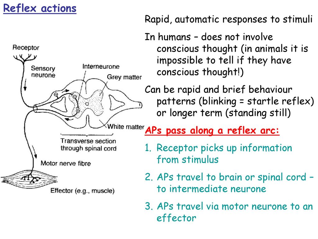 a) explain the advantages to organisms of innate behaviour; - ppt download