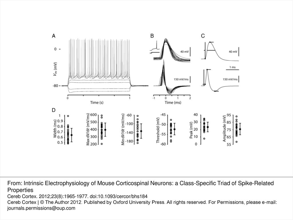 Figure 2. Waveform properties of single APs recorded in retrogradely labeled corticospinal neurons in mouse motor cortex. (A) Responses to a family of injected steps of current recorded in a corticospinal neuron. (B) Top: Individual AP waveforms from 23 corticospinal neurons overlaid for comparison and peak aligned. Inset shows the first AP during a current step on a longer time base. Bottom: Corresponding dV/dt traces. (C) Top: AP example illustrating measurement of waveform parameters. Bottom: Corresponding dV/dt trace indicating the measurement method for time of threshold, maximum rising slope, and minimum falling slope. (D) Width, max dV/dt, min dV/dt, threshold, peak, and amplitude measurements for each of the APs shown in (C). In addition, each measurement is summarized with error bars indicating 1 standard deviation above and below the population mean.