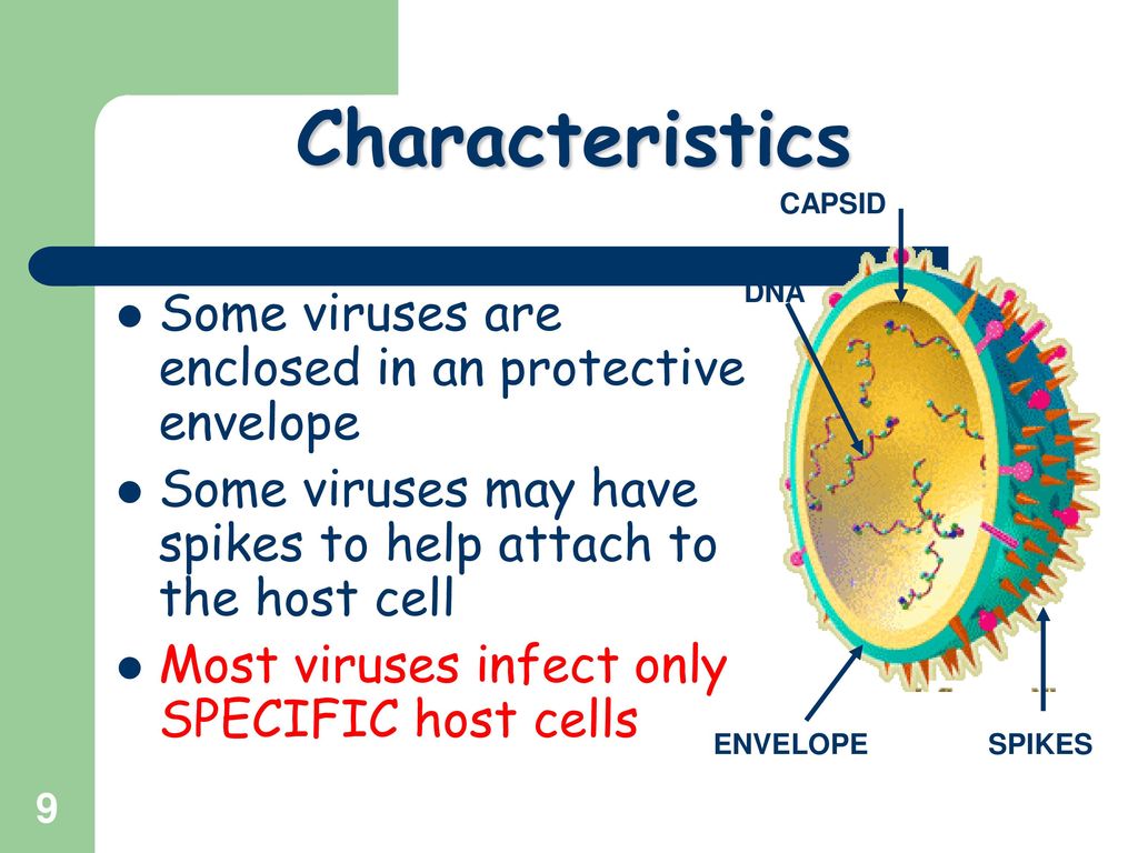 Characteristics about Viruses