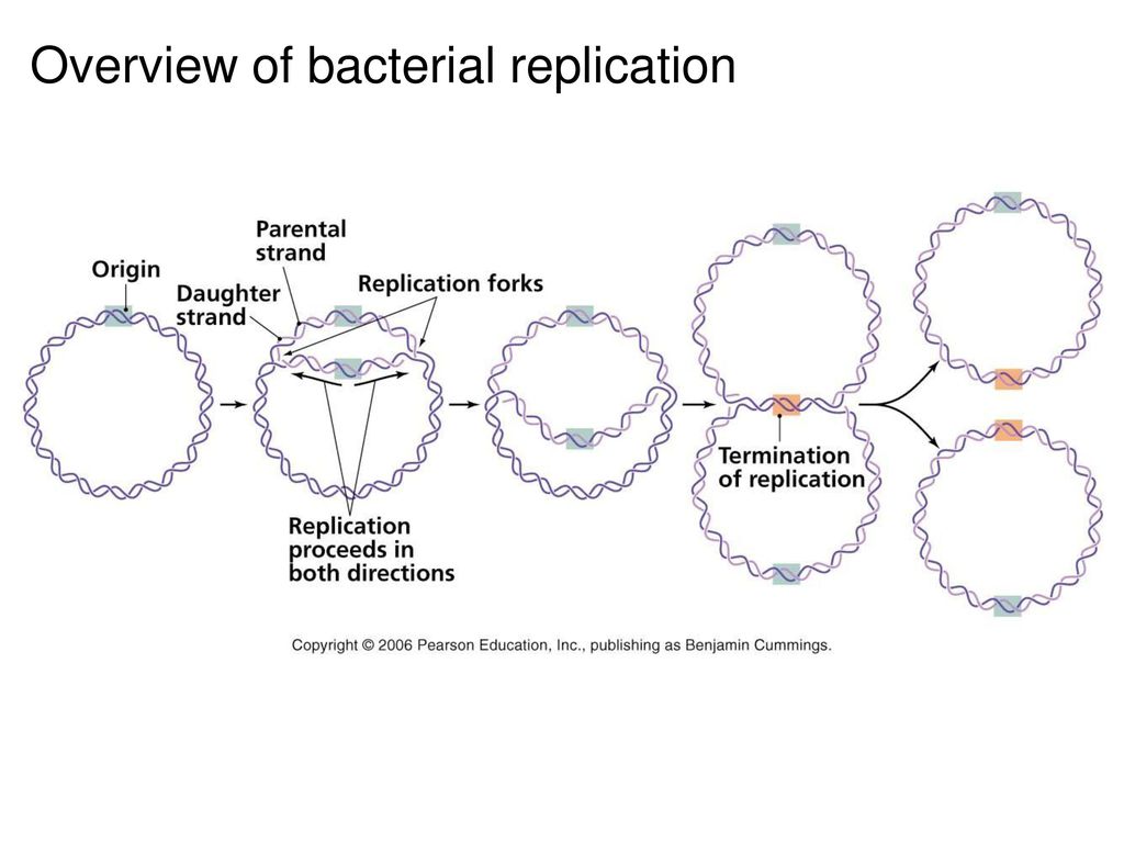 Overview of bacterial replication