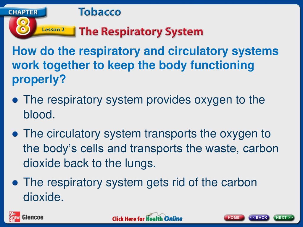 How do the respiratory and circulatory systems work together to keep the body functioning properly