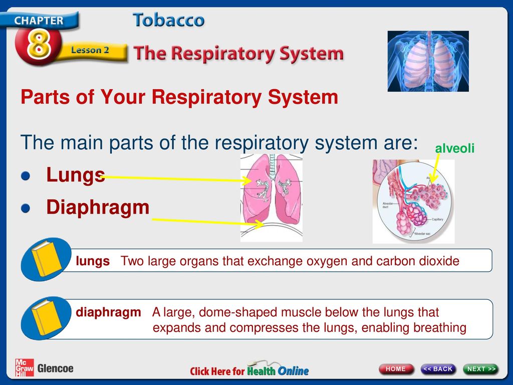Parts of Your Respiratory System