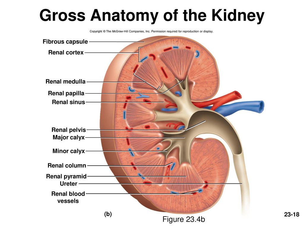 Лоханка латынь. Kidney Anatomy. Строение почки на английском. Атлас почки Sinus renalis. Human Kidney structure.
