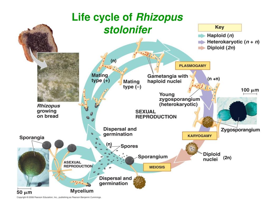 Life cycle of Rhizopus stolonifer.