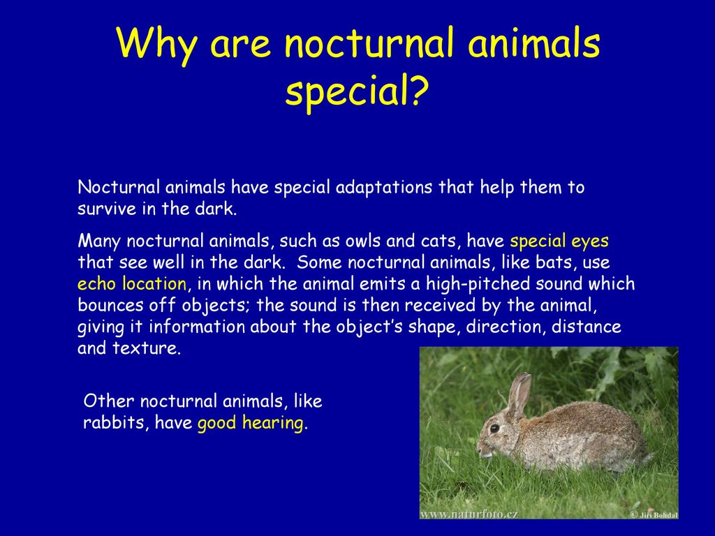 Nocturnal animals. - ppt download Nocturnal animals. - ppt download